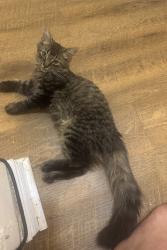Lost Male Cat last seen Jane and driftwood court, Toronto, ON M3N 2R1