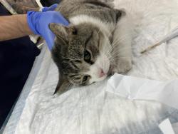Shelter Stray Male Cat last seen Near BLK FASHION AVE, LONG BEACH CA, 90810, 7700 E Spring St, Long Beach, CA 90815, USA