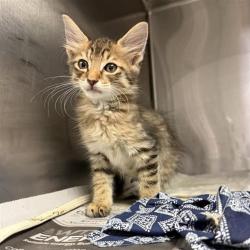 Shelter Stray Male Cat last seen Near BLOCK W PALFREY AVE, 4710 TX-151, San Antonio, TX 78227, USA