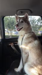 Reunited Female Dog last seen Berkshire drive VA Woodbridge, Dale City, VA 22193