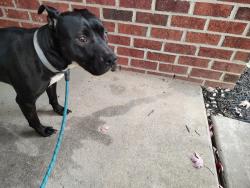 Found/Stray Female Dog last seen Oakdale Road, Charlotte, NC, Charlotte, NC 28216