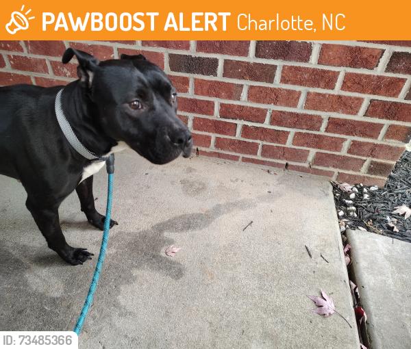 Found/Stray Female Dog last seen Oakdale Road, Charlotte, NC, Charlotte, NC 28216