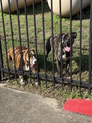 Reunited Male Dog last seen Near Grant Rd Cypress, Tx 77429, Cypress, TX 77429