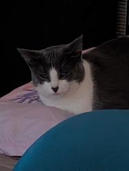 Lost Female Cat last seen Kings River, Reedley, CA 93654