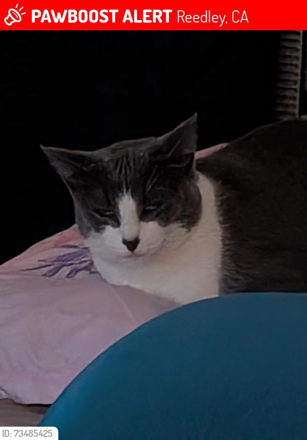Lost Female Cat last seen Kings River, Reedley, CA 93654