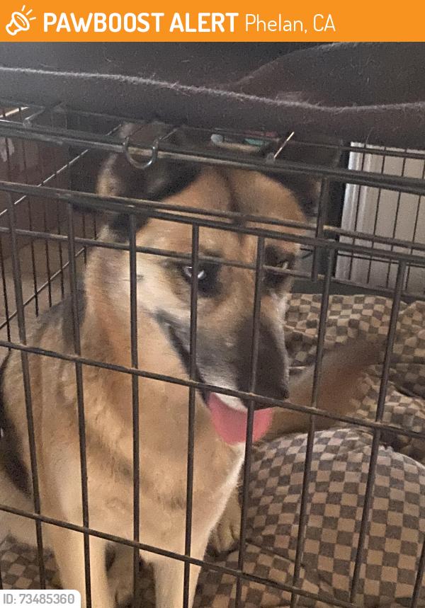 Found/Stray Female Dog last seen Baldy Mesa and Phelan Rds, Phelan, CA 92344