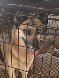 Found/Stray Female Dog last seen Baldy Mesa and Phelan Rds, Phelan, CA 92344