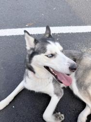 Reunited Female Dog last seen Poudre Trails apmts and cndmniums, Greeley, CO 80631