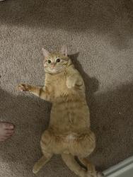 Reunited Male Cat last seen Westover hills, San Antonio, TX 78251