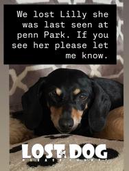 Reunited Female Dog last seen Ran into the landfill, Whittier, CA 90602