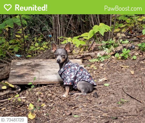 Reunited Male Dog last seen South St Paul, MN, USA, South Saint Paul, MN 55075
