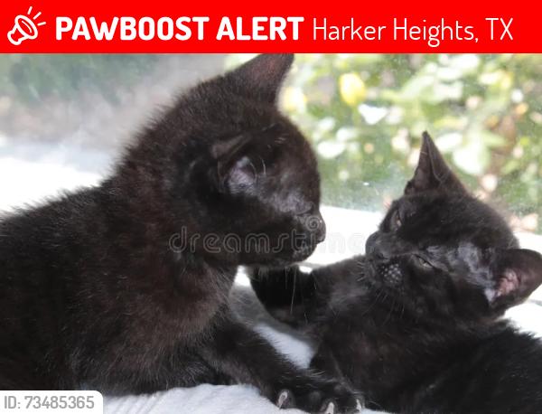 Lost Unknown Cat last seen Fuller, Harker Heights, TX 76548