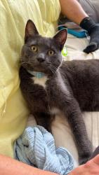 Lost Male Cat last seen Cannock drive Maidstone, Kent, England ME15