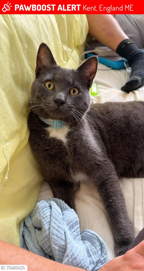 Lost Male Cat last seen Cannock drive Maidstone, Kent, England ME15