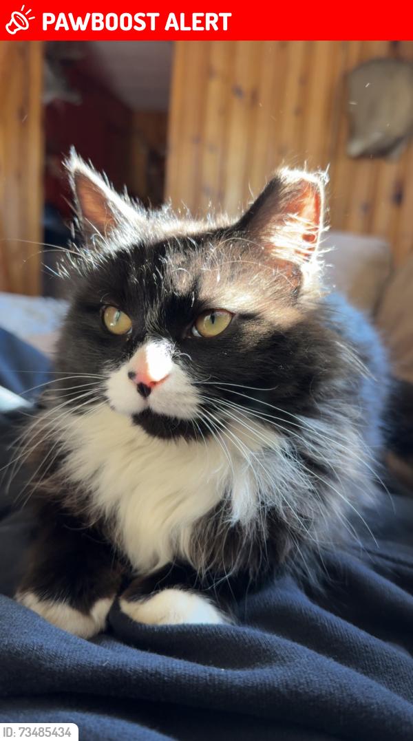 Lost Female Cat last seen Holbrook / liberty road area, Baltimore County, MD 21133