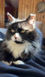 Lost Female Cat last seen Holbrook / liberty road area, Baltimore County, MD 21133