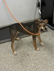 Shelter Stray Male Dog last seen Near Penny Park dr, County/Unicorporated, NC, 1491 Business Park Ct, Gastonia, NC 28052, USA