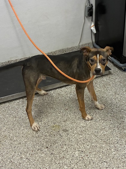 Shelter Stray Male Dog last seen Near Penny Park dr, County/Unicorporated, NC, 1491 Business Park Ct, Gastonia, NC 28052, USA