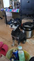 Reunited Male Dog last seen E 48th Ave and Quentin in Montbello, Denver, CO 80239