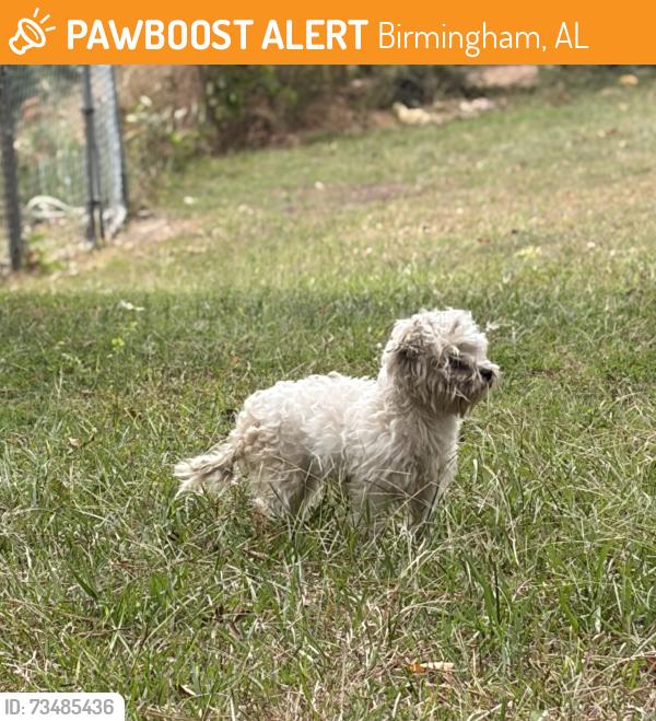 Found/Stray Female Dog last seen Sandlin Road, Birmingham, AL 35235
