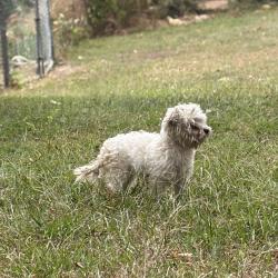 Found/Stray Female Dog last seen Sandlin Road, Birmingham, AL 35235