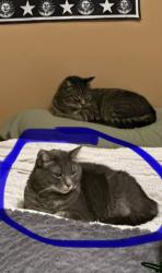 Lost Female Cat last seen Lakeview cove Chestermere ab, Chestermere, AB 
