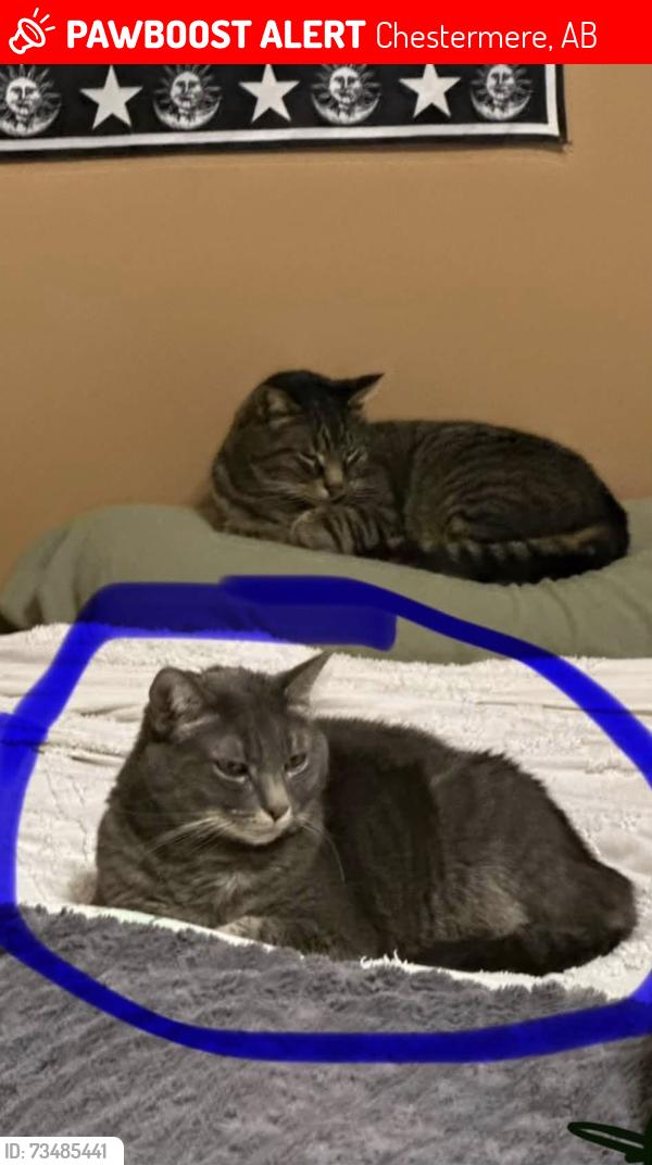 Lost Female Cat last seen Lakeview cove Chestermere ab, Chestermere, AB 
