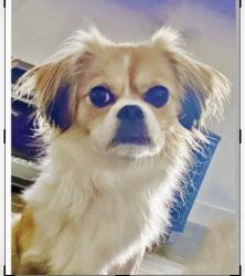 Reunited Female Dog last seen Valdanos St, Inspirada, Henderson, NV 89044