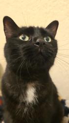 Lost Male Cat last seen Trico Marana and Silverbell, Marana, AZ 85653