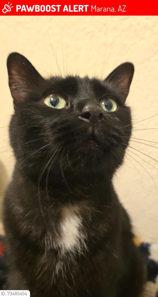 Lost Male Cat last seen Trico Marana and Silverbell, Marana, AZ 85653