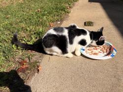 Found/Stray Female Cat last seen Wild Rose Lane, Stonelick Township, OH 45150