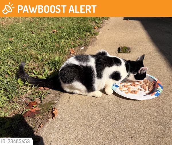 Found/Stray Female Cat last seen Wild Rose Lane, Stonelick Township, OH 45150