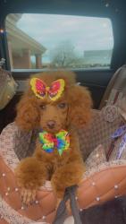 Lost Female Dog last seen Rangeland, Louisville, KY 40218