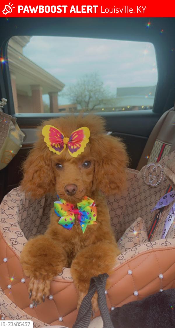 Lost Female Dog last seen Rangeland, Louisville, KY 40218