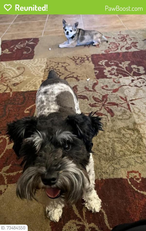 Reunited Female Dog last seen Wild Dunes, Albuquerque, NM 87120