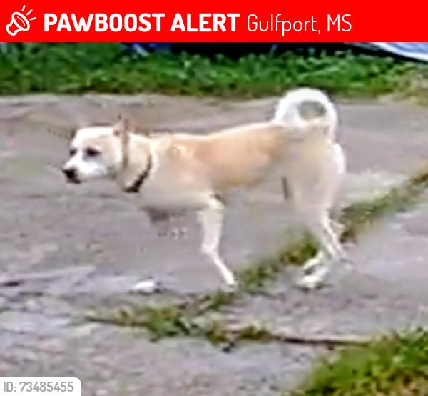 Lost Female Dog last seen Dedeaux and klein, Gulfport, MS 39503