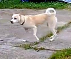 Lost Female Dog last seen Dedeaux and klein, Gulfport, MS 39503