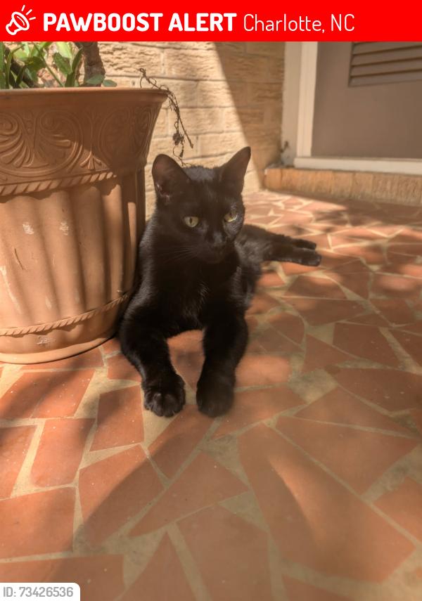 Lost Female Cat last seen Archdale and old reid, Charlotte, NC 28210