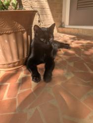 Lost Female Cat last seen Archdale and old reid, Charlotte, NC 28210