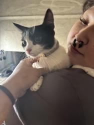 Reunited Female Cat last seen Cesar E Chavez Ave & N Bernal Ave, Los Angeles, CA 90063