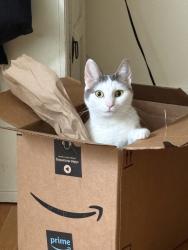 Reunited Female Cat last seen Near 10th Ave NE, Shoreline, WA 98155, USA, Shoreline, WA 98155