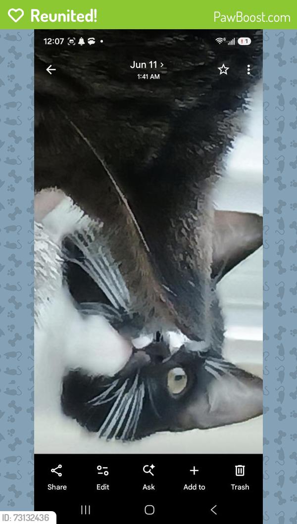 Reunited Male Cat last seen Popular ave, Burlingame, CA 94010