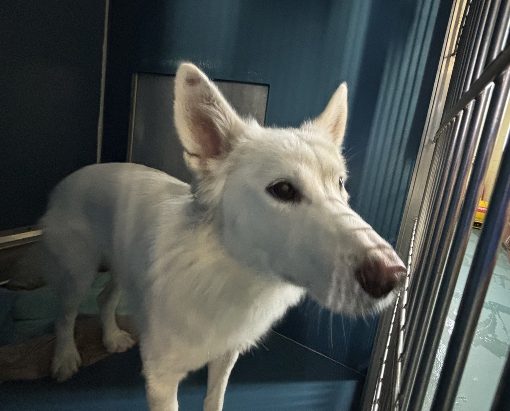 Shelter Stray Male Dog last seen Heath Avenue, BRONX, NY, 10463, 326 E 110th St, New York, NY 10029, USA