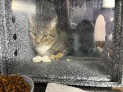 Shelter Stray Male Cat last seen Apt 807,1952 2nd Avenue, NEW YORK, NY, 10029, 326 E 110th St, New York, NY 10029, USA