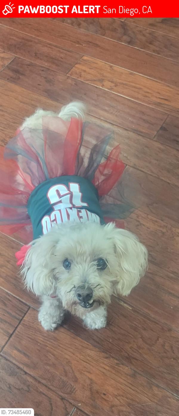 Lost Female Dog last seen Twining Ave and Marzo st, San Diego, CA 92154