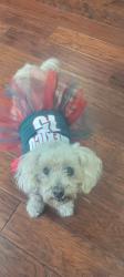 Lost Female Dog last seen Twining Ave and Marzo st, San Diego, CA 92154