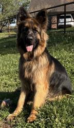 Reunited Male Dog last seen Near bird mountain road Sulphur springs, Sulphur Springs, AR 72768