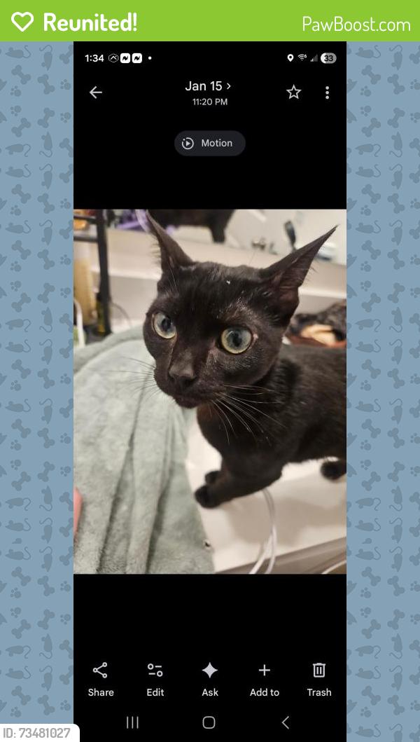 Reunited Female Cat last seen Kelly park rd, Marshelder street, apopka, Apopka, FL 32712