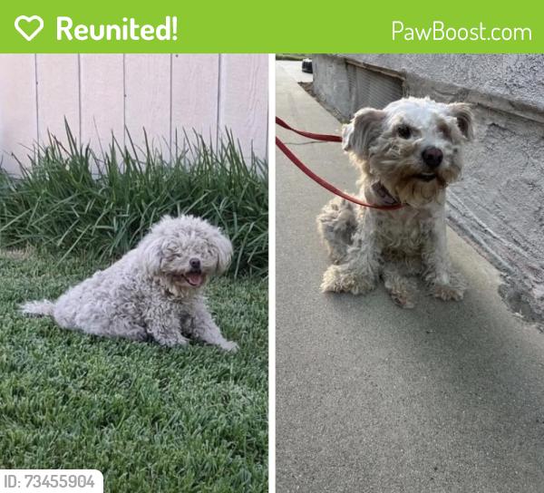 Reunited Female Dog last seen Chino Ave & 4th St CHINO CA, Chino, CA 91710