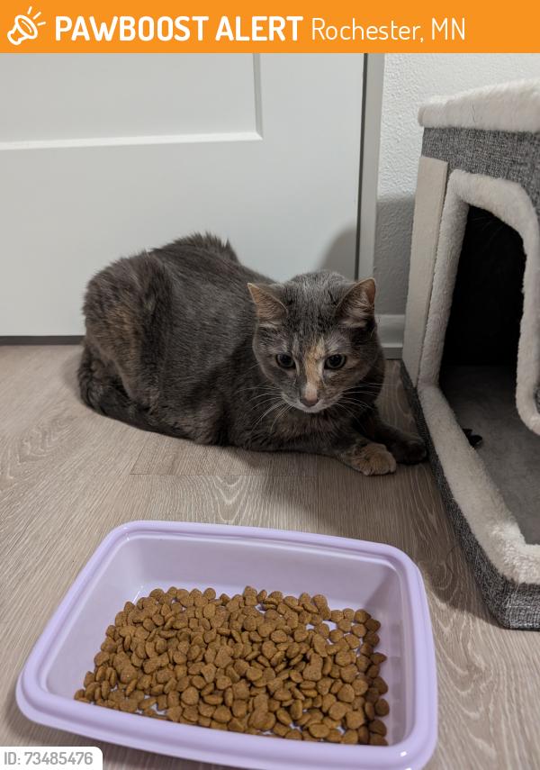 Found/Stray Female Cat last seen Near 4th Avenue Southwest, Rochester, MN 55902